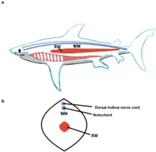 Image 1Lateral and Cross Section View of Shark Red and White Locomotor Muscles (from Shark anatomy)
