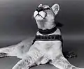Shasta III, "The Lady"