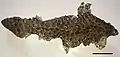 Moult of a Tiliqua rugosa lizard, 5 cm scale bar