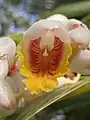 A close up of the flower