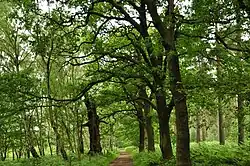 Sherwood Forest