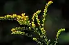 Short's goldenrod