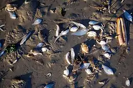 Dead shellfish lying on mud