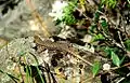 Alborz lizard