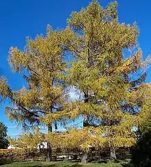 Larch Taymyr lowlands 48,000–25,000&nbsp;YBP, then later 9,400-2,900&nbsp;YBP