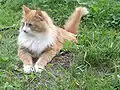 Red tabby and white male adult.