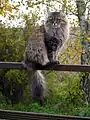Siberian male in his summercoat.