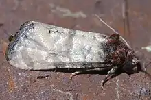 ''Phalonidia lavana'' pictured from the right side against a brick background. The entire right side of the moth is clearly visible, and the moth is centered in the image.