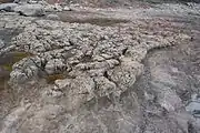 A silcrete outcrop in Nova Scotia.