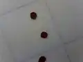 Seed, background lines are 5&nbsp;mm (0.20&nbsp;in) apart