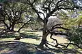 Grounds of the Sisterdale Dance Hall & Opera House