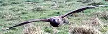 In flight.