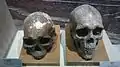 Skull of Indus Valley inhabitants