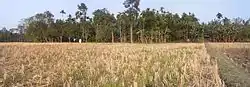 A view of the rice fields and tree plantations in Kalaigaon