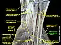 Flexor digiti minimi brevis muscle