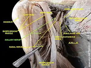 Axillary nerve
