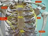 Thorax. Anterior view.