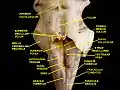 Fourth ventricle. Posterior view.Deep dissection.