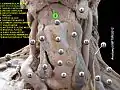Mylohyoid muscle