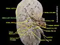 Medullary rays