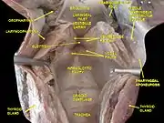 Larynx, pharynx and tongue. Deep dissection.Posterior view.