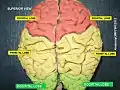 Occipital lobe