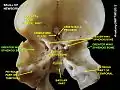 Greater wing of sphenoid bone
