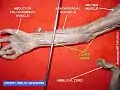 Ulnar nerve