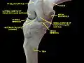 Knee joint.Deep dissection. Anteromedial view.