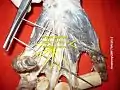 Proper palmar digital nerves of median nerve