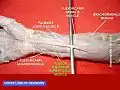 Flexor digitorum superficialis muscle