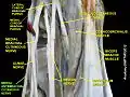 Medial antebrachial cutaneous nerve