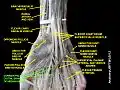 Common palmar digital branches of median nerve