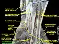 Flexor pollicis brevis muscle
