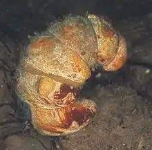A Slipper limpet stack.  This photo shows six living slipper limpets stacked one atop another, held together by the muscular foot at the bottom of each animal.  The stack curves slightly; there is no need to balance in the water because they are nearly buoyancy-neurtral.  The shells are pale with ochre to sienna markings which do not occur in a pattern.  The bottom most animal is a mature female; the others are also females, and are probably younger as one goes up the stack.  The topmost individual is the smallest, and is a male.  Because each shell has a rounded, convex upper surface (the shell), and a concave lower surface (the muscular foot of the animal), the overall appearance of the stack resembles a grub (a beetle larva).