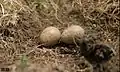 Small Pratincole - Nest