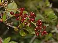 Berries of Smilax aspera