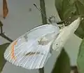 Recently hatched from pupa