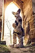 A wolf fursuiter.