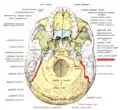Base of skull. Inferior surface.