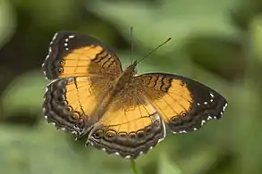 J. t. tereaAburi Botanical Gardens, Ghana