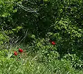 peonies in the Sondite site