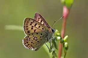Male, Amarante, Portugal