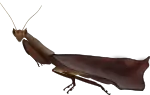 Male