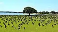 Variable oystercatchers along the Kiwi Esplanade Walkway