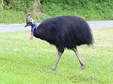 The southern cassowary, is the largest oceanian bird weighing up to 85&nbsp;kg (187&nbsp;lb).