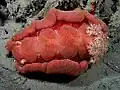 Encountered at night on the North coast of East Timor