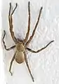 Female P. castaneus