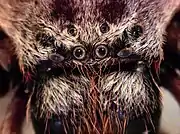 Eyes of female I. villosa, from front