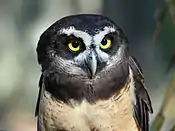 Close-up of head